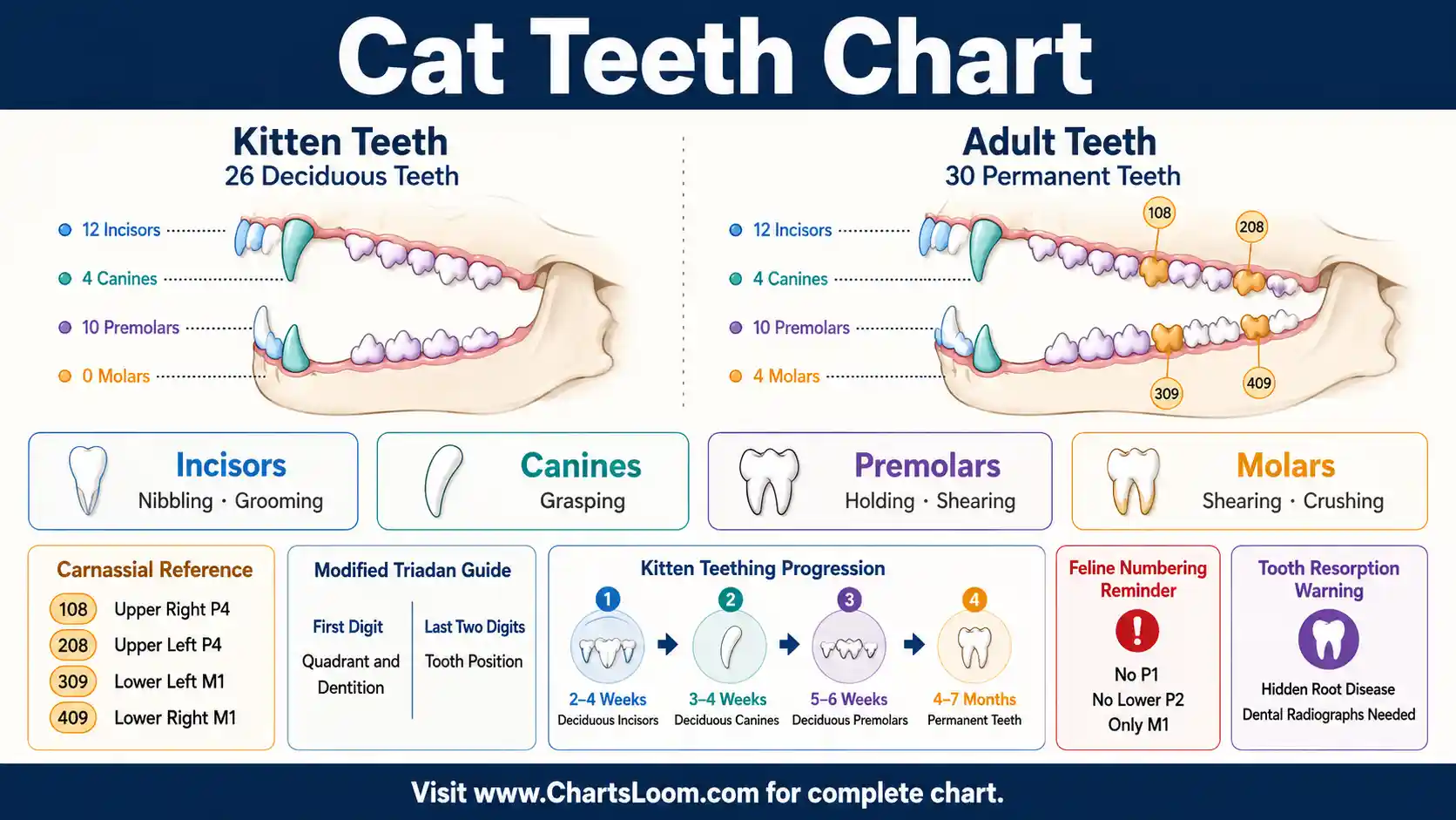Cat Teeth Chart showing kitten and adult dentition, Modified Triadan numbering, carnassial teeth and dental-care guidance