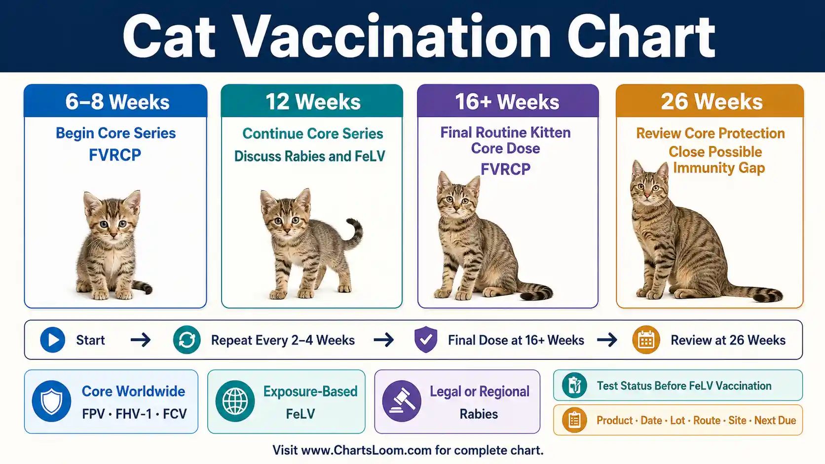 Cat Vaccination Chart showing kitten FVRCP series, FeLV risk, adult revaccination and rabies rules