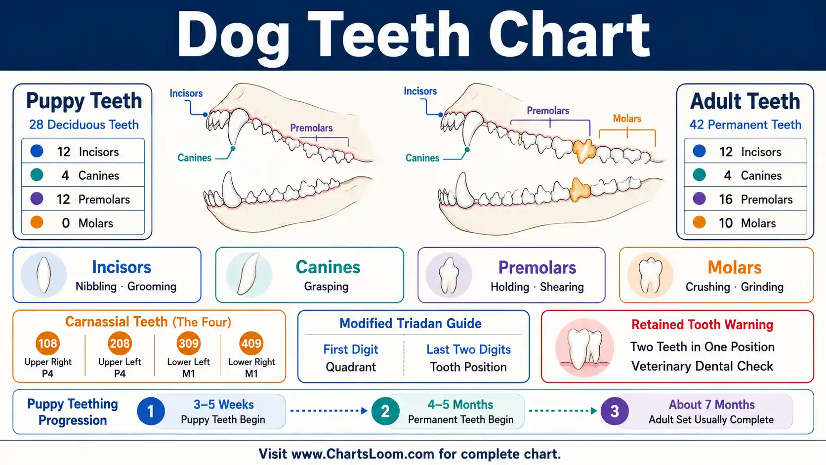 Dog Teeth Chart showing puppy and adult dentition, Modified Triadan numbering and carnassial teeth