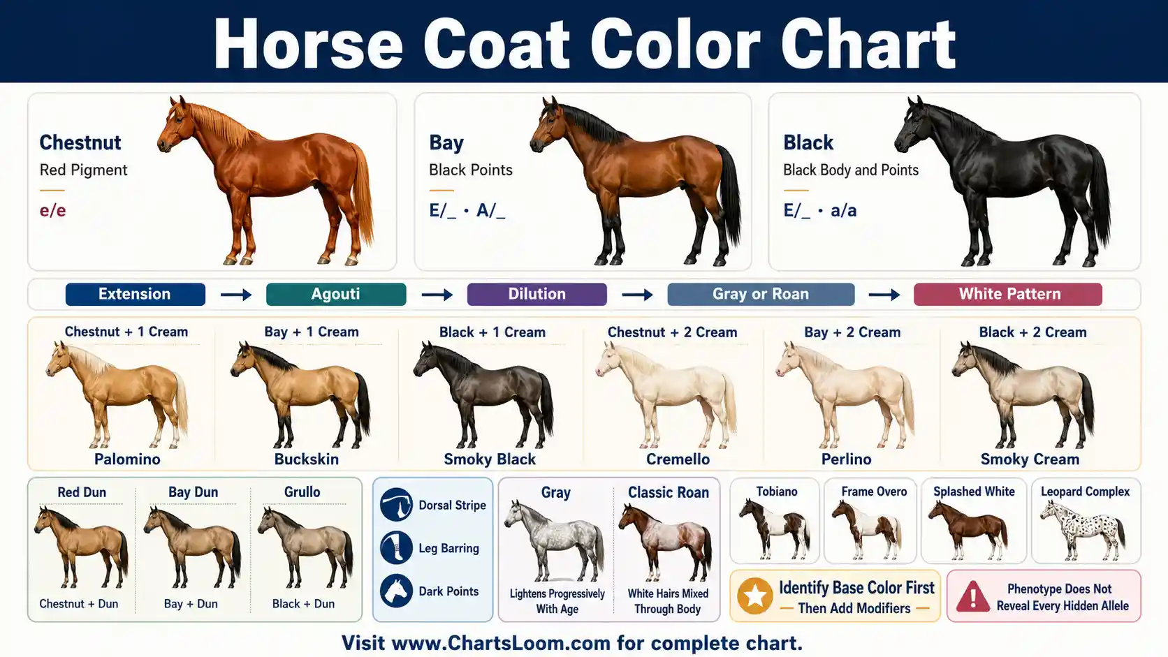 Horse Coat Color Chart showing chestnut, bay, black, cream, dun, gray, roan and white-pattern genetics