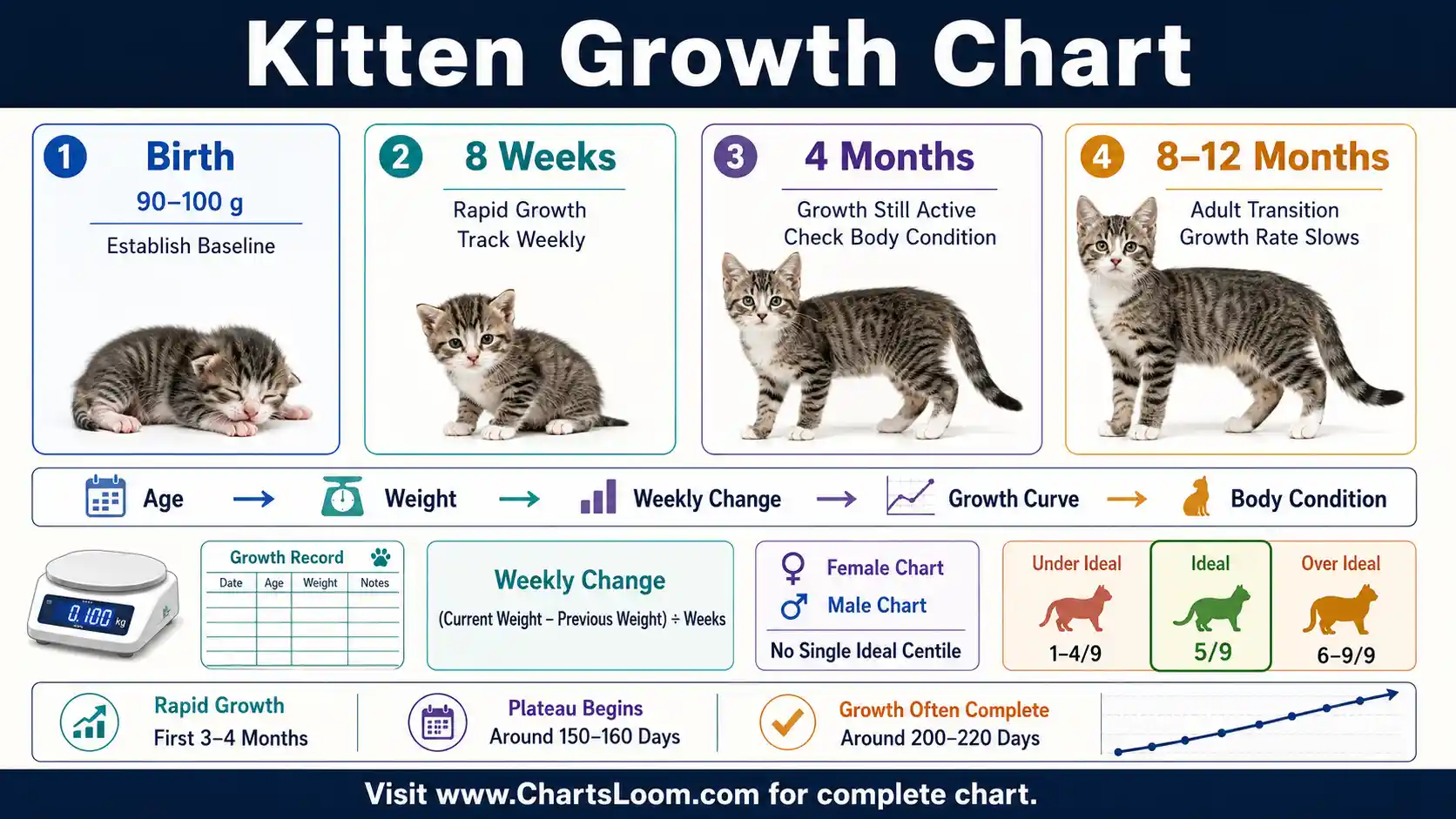 Kitten Growth Chart with age checkpoints, weight tracking, body condition and male-female growth curve guidance