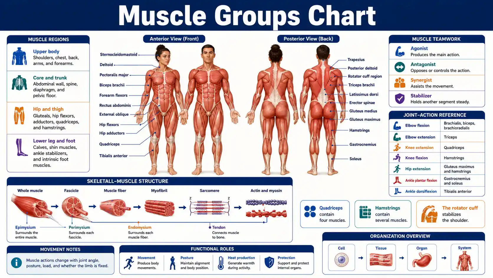 Muscle Groups Chart showing major anterior and posterior skeletal muscles, body regions, joint actions, and functional muscle teams
