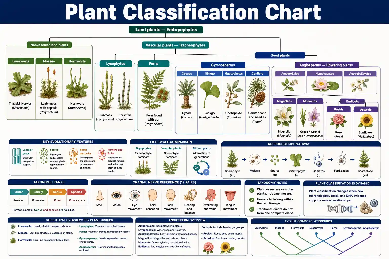 Plant Classification Chart showing bryophytes, lycophytes, ferns, gymnosperms, angiosperms, monocots, and eudicots