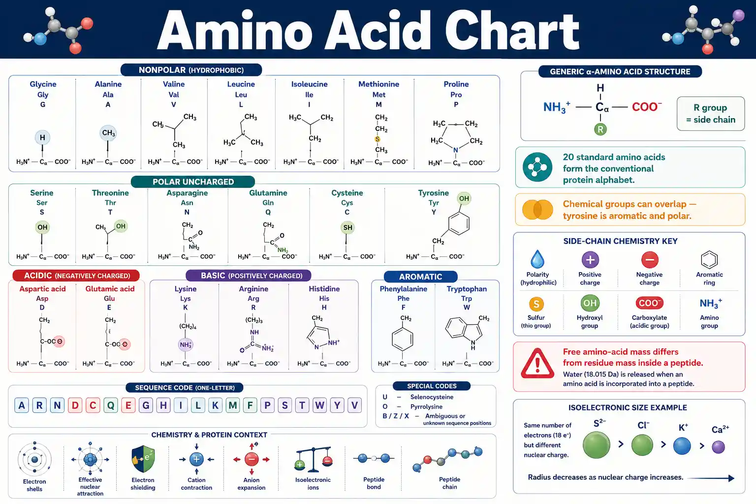 Amino Acid Chart showing the 20 standard amino acids, one-letter and three-letter codes, side-chain groups, and chemical properties