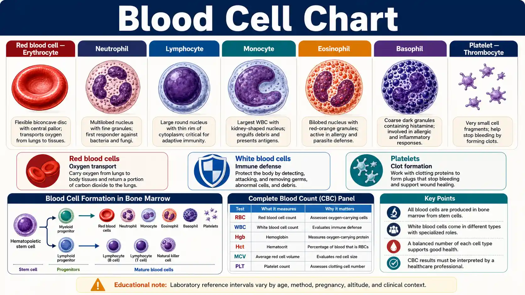 Blood Cell Chart showing red blood cells, five white blood cell types, platelets, bone marrow formation, and CBC measures