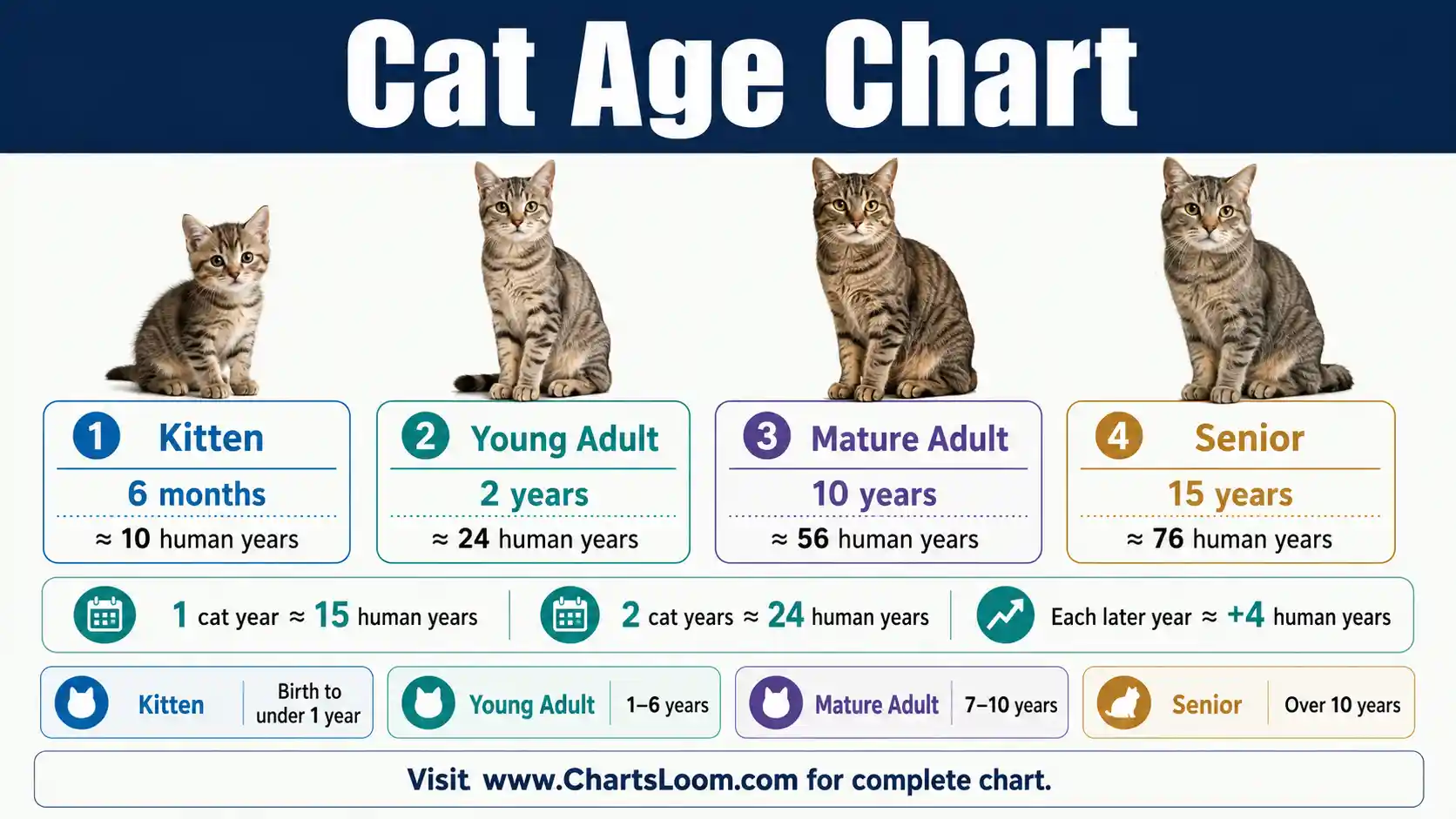 Cat Age Chart comparing cat years with human-year equivalents and kitten, young adult, mature adult and senior life stages