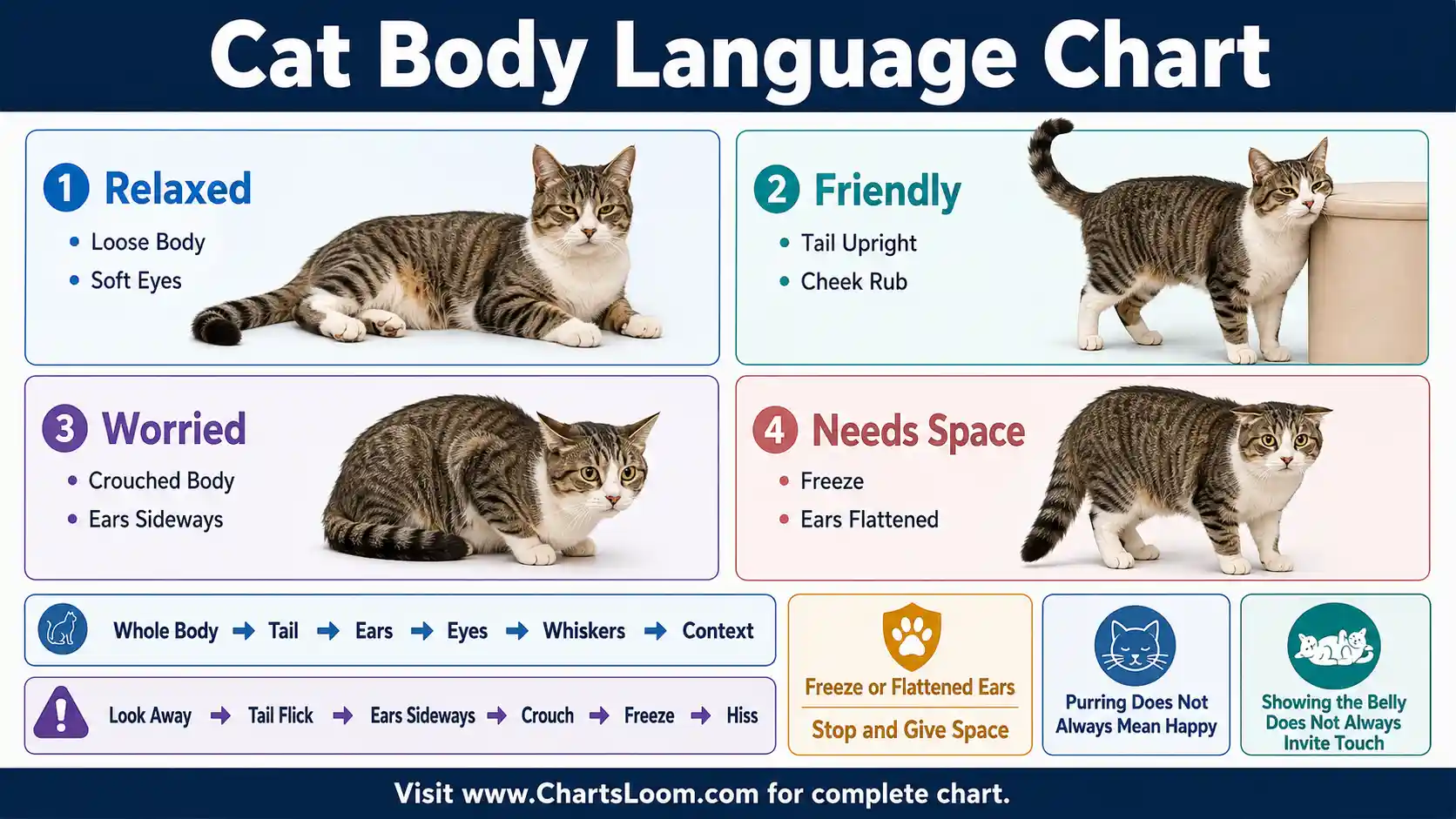 Cat Body Language Chart showing relaxed, friendly, worried and distance-seeking posture examples