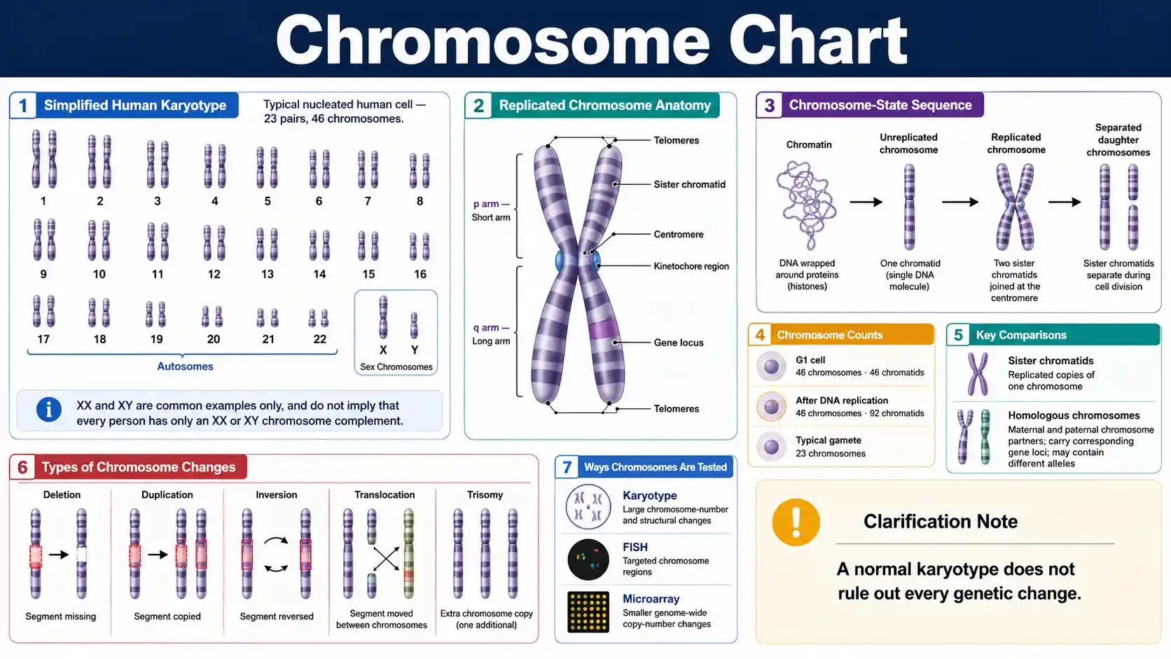 Chromosome Chart showing a human karyotype, replicated chromosome anatomy, sister chromatids, homologous pairs, centromere, p arm, q arm, and telomeres