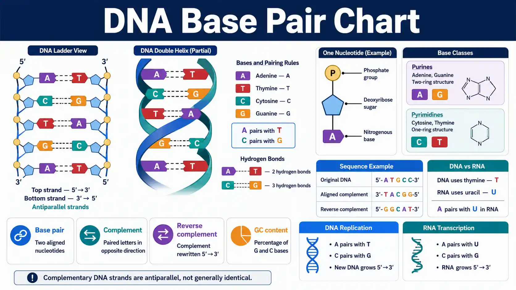 DNA Base Pair Chart showing adenine-thymine and cytosine-guanine pairs, antiparallel 5-prime and 3-prime strands, nucleotides, and reverse-complement examples
