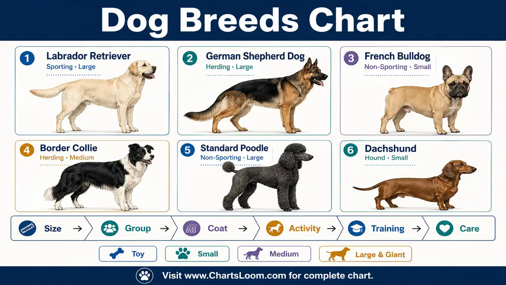 Dog Breeds Chart comparing Labrador Retriever, German Shepherd Dog, French Bulldog, Border Collie, Poodle and Dachshund by body type, size and coat