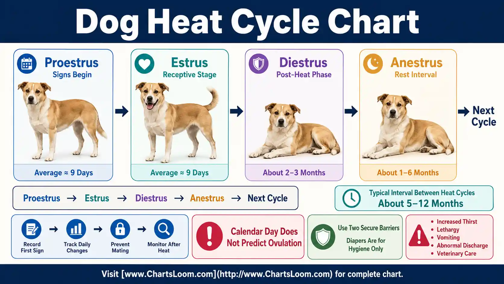 Dog Heat Cycle Chart showing four stages, timing ranges, cycle records, pregnancy prevention and post-heat warning signs