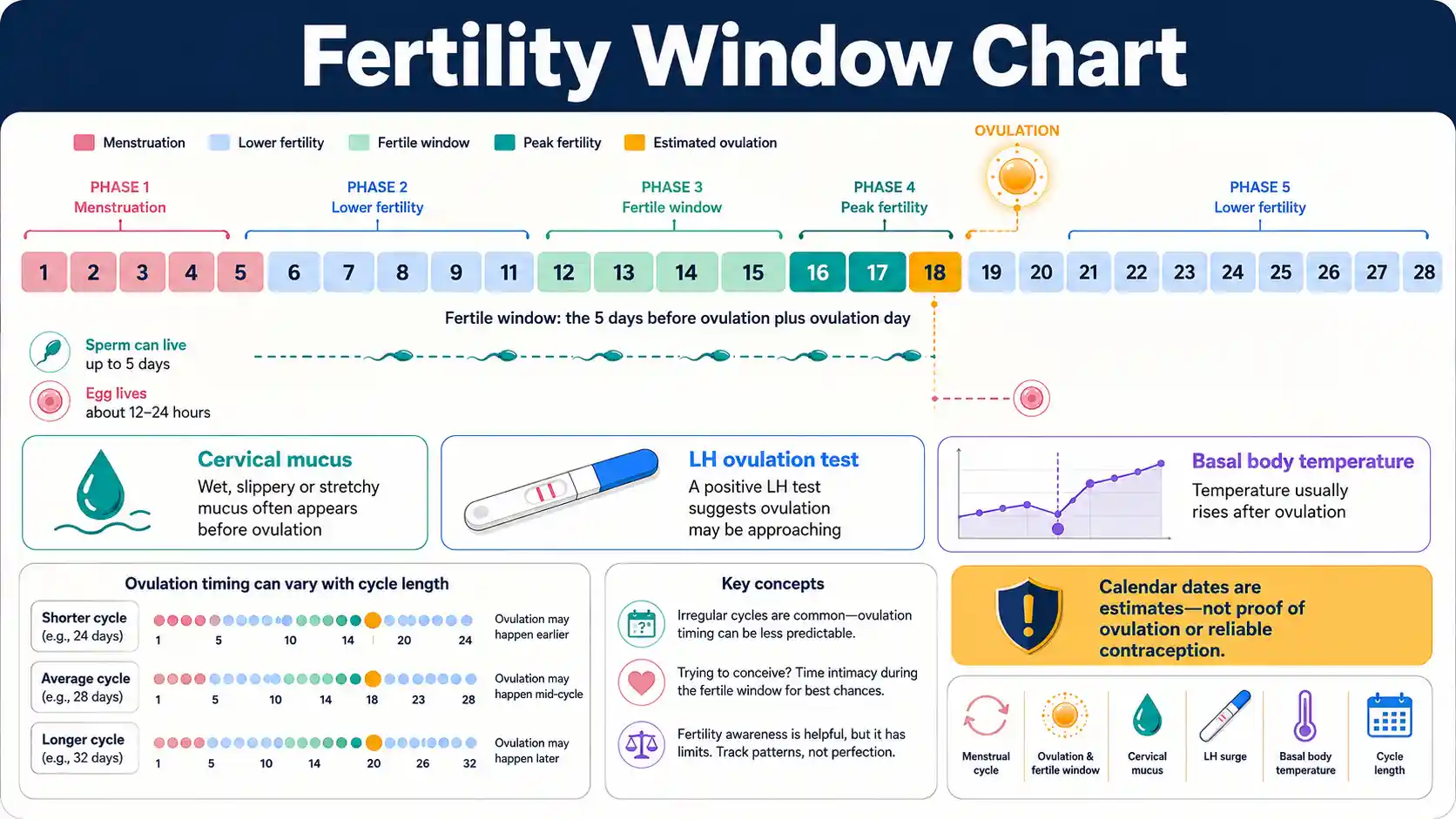 Fertility Window Chart showing cycle days, ovulation, fertile mucus, LH testing and basal temperature context