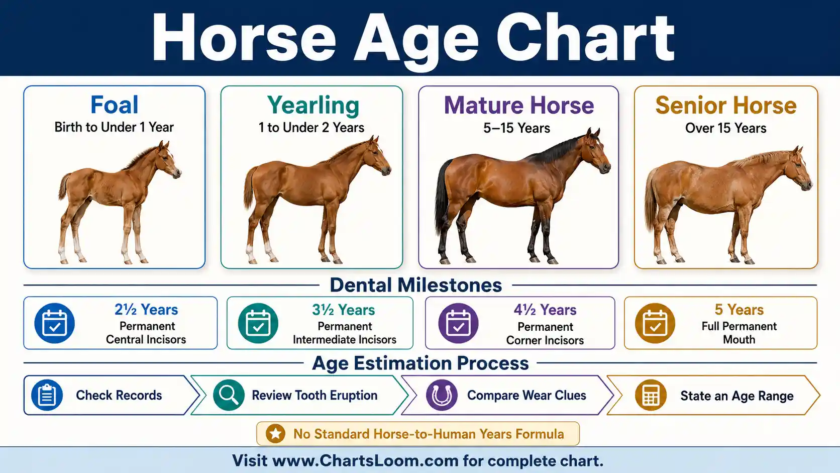 Horse Age Chart comparing foal, yearling, young, mature and senior stages with permanent-incisor milestones and dental-age limitations