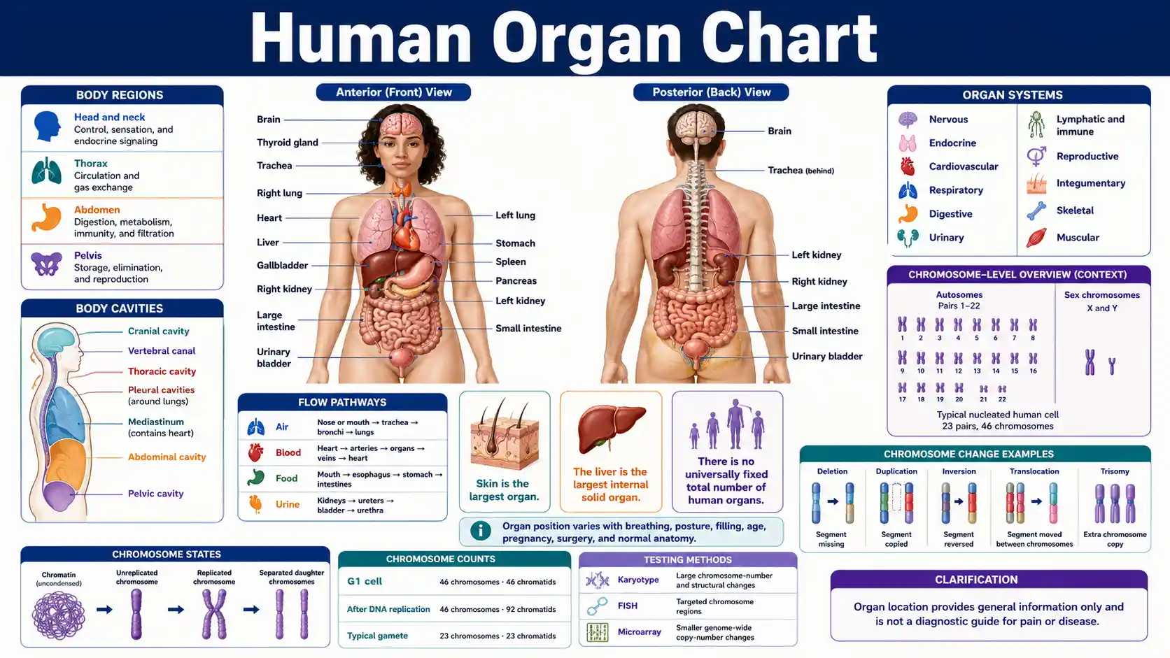 Human Organ Chart showing the brain, heart, lungs, liver, stomach, intestines, kidneys, bladder, and their body-system relationships