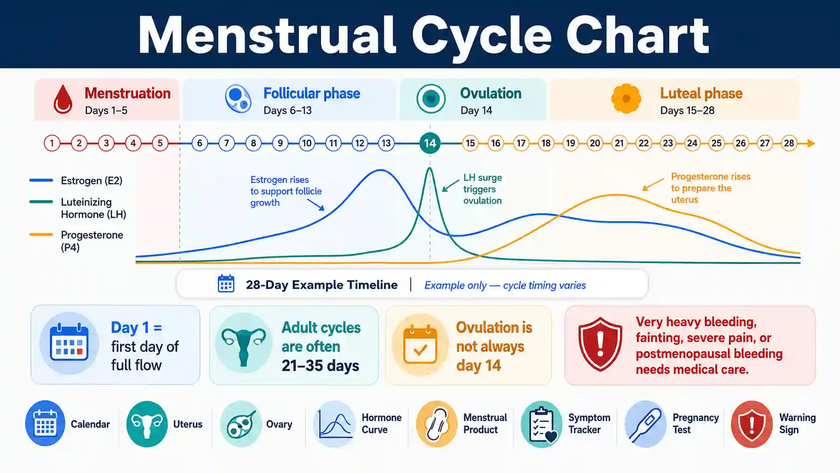 Menstrual cycle chart showing menstruation, follicular phase, ovulation, luteal phase, hormone changes, cycle length, and warning signs