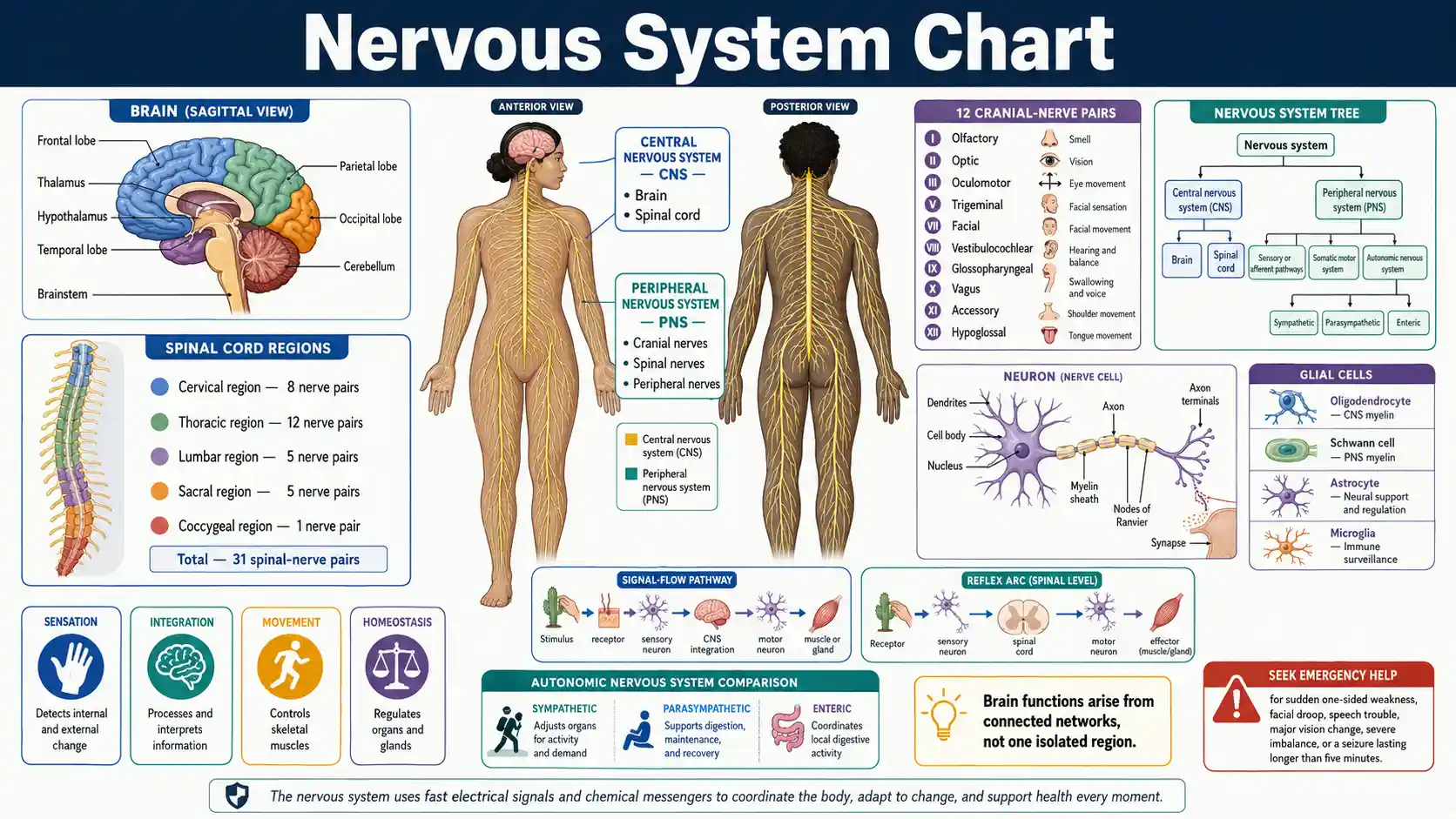 Nervous System Chart showing the brain, spinal cord, peripheral nerves, neuron structure, and central, somatic, and autonomic divisions