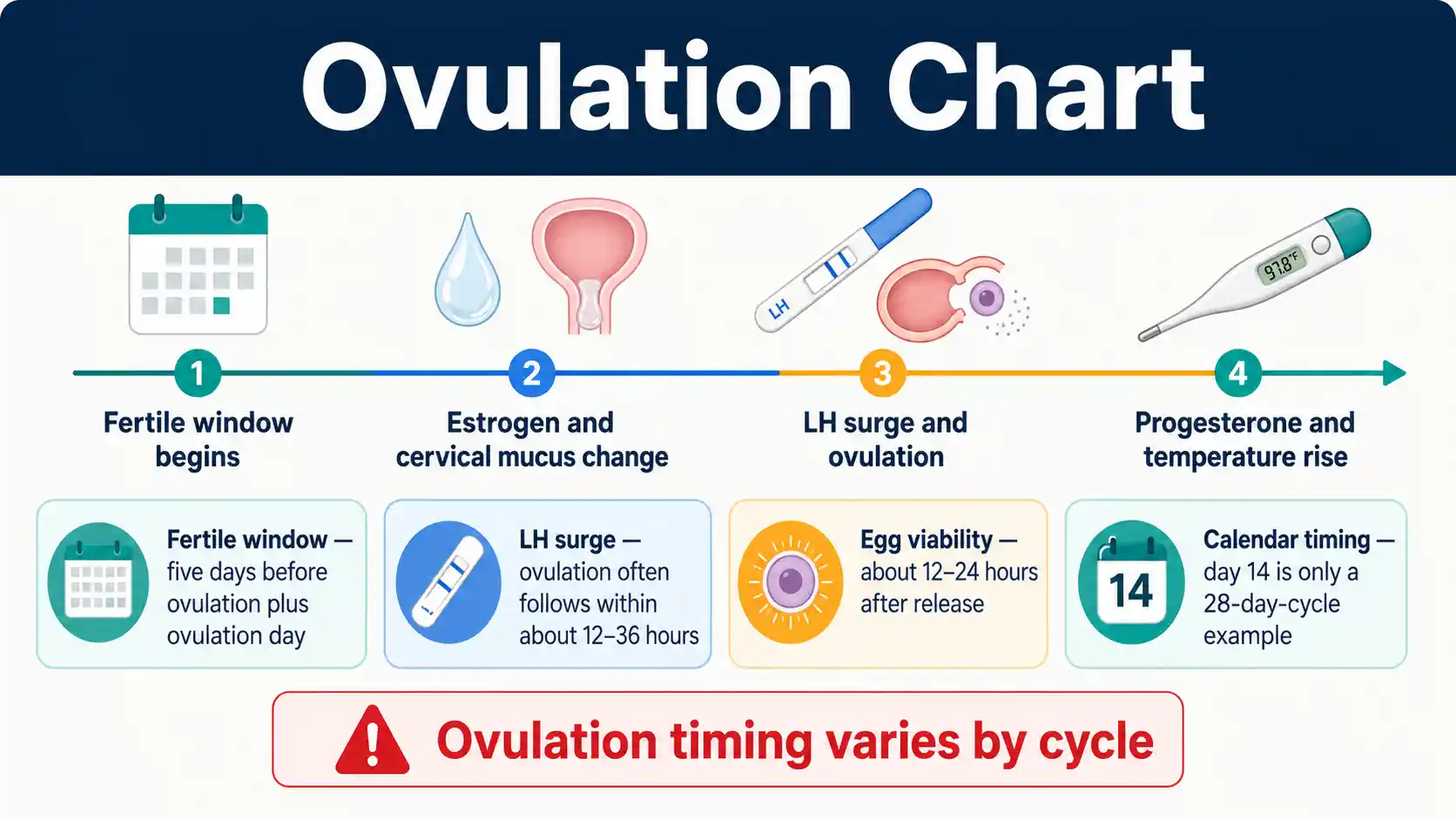 Ovulation chart showing the fertile window, cycle timing, LH surge, cervical mucus, egg release, basal temperature change, and tracking methods