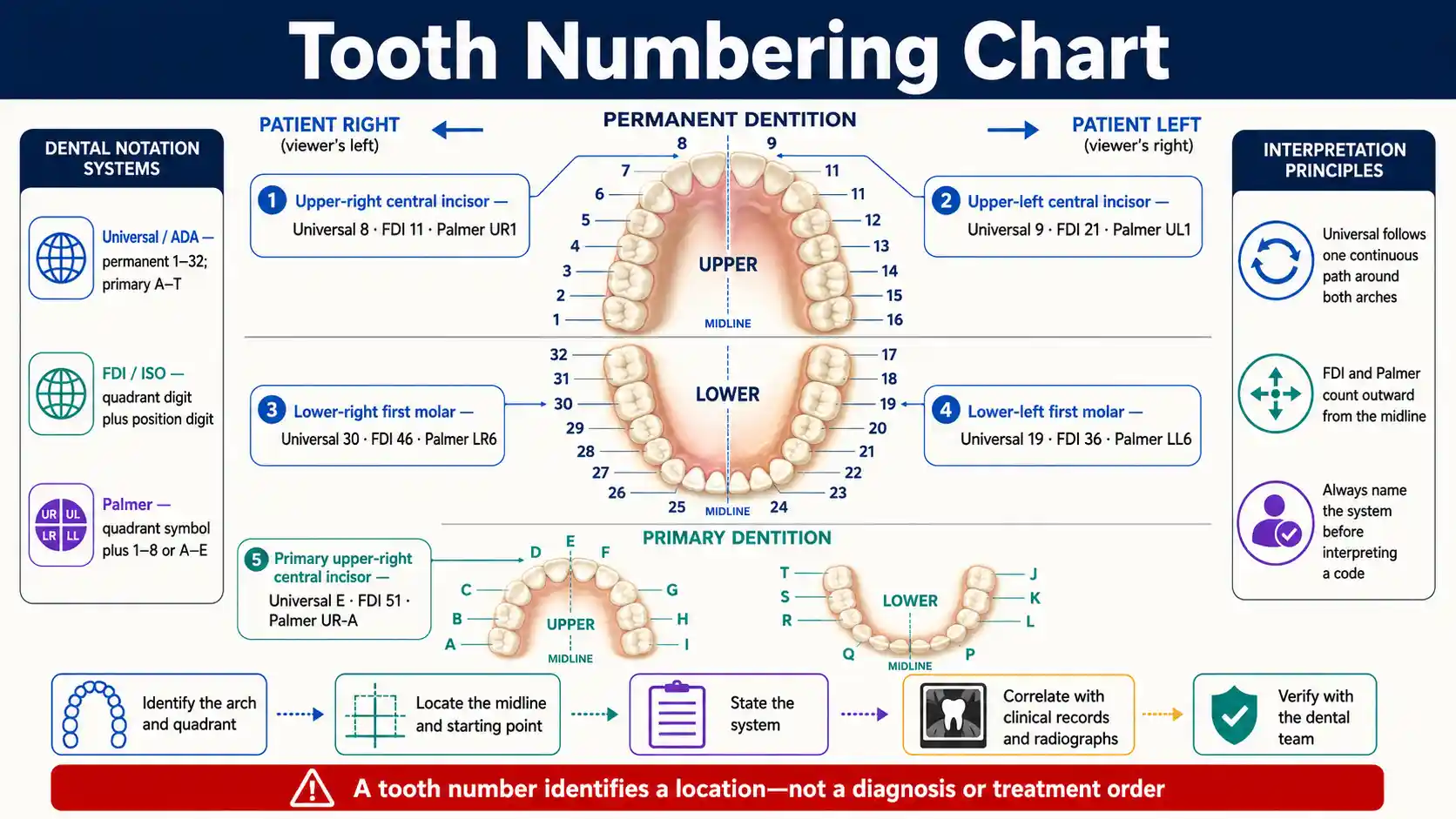 Tooth Numbering Chart comparing Universal, FDI ISO, and Palmer notation across permanent and primary dental arches